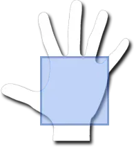 La palma de la mano
